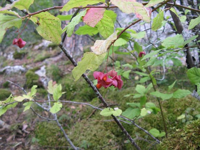 Euonymus latifolius (3)